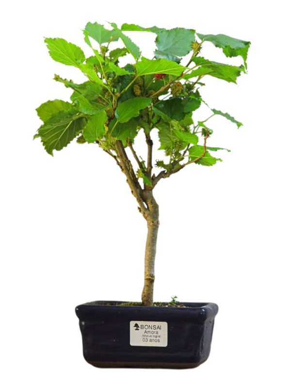 Bonsai Amoreira