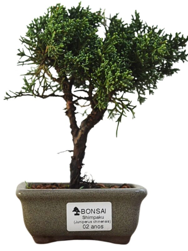 Bonsai Shimpaku Kichu