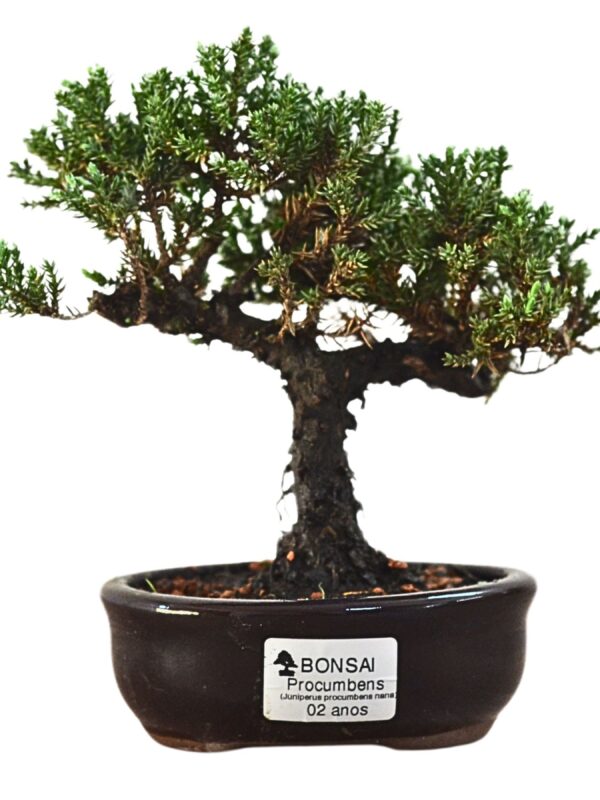 Bonsai Juniperus