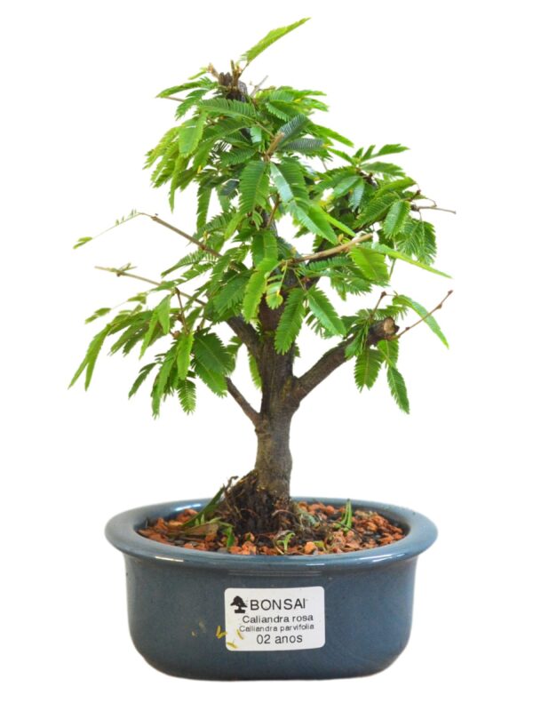 Bonsai Caliandra Branca