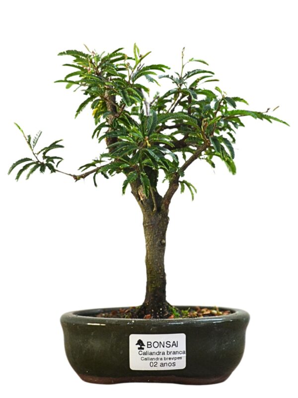 Bonsai Caliandra Branca