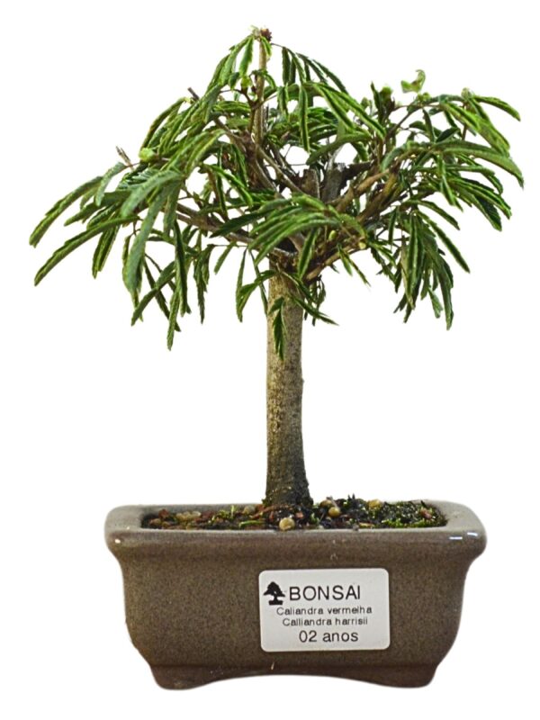 Bonsai Caliandra Vermelha