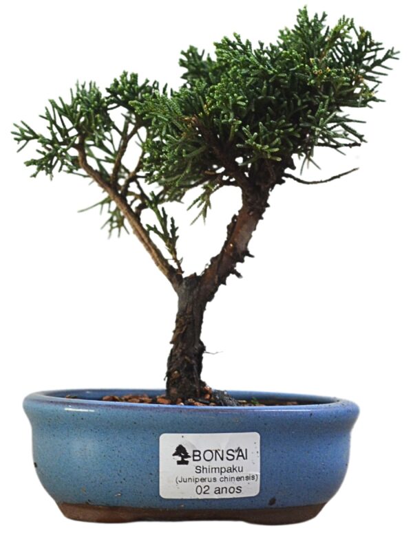 Bonsai Shimpaku Kichu