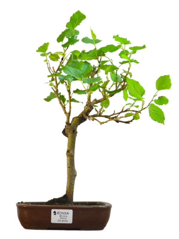 Bonsai Amoreira