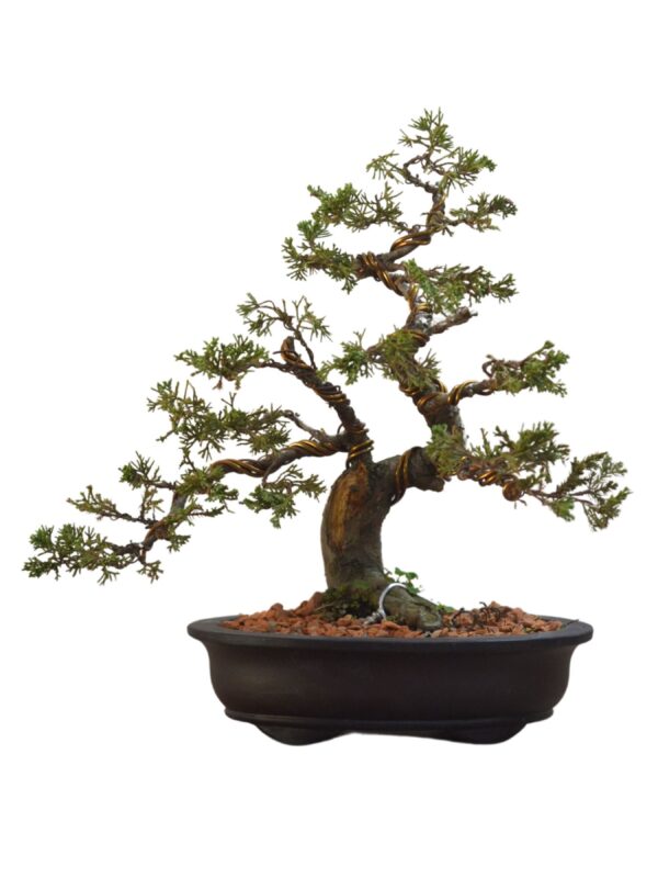 Bonsai Juniperus