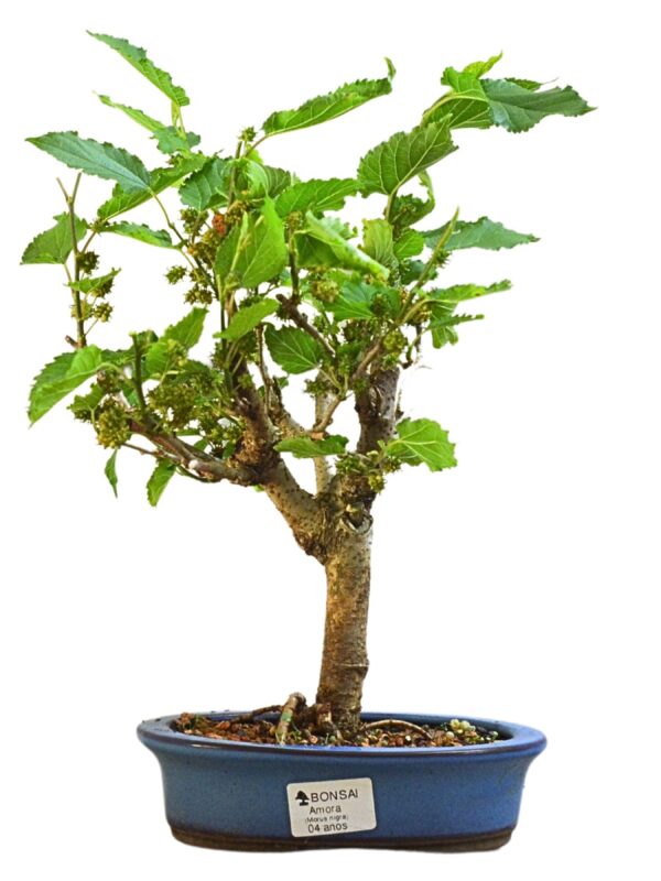 Bonsai Amoreira