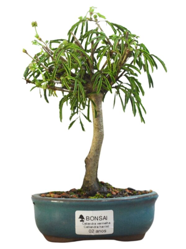 Bonsai Caliandra Vermelha