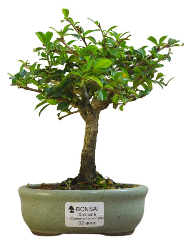 Bonsai de Carmona