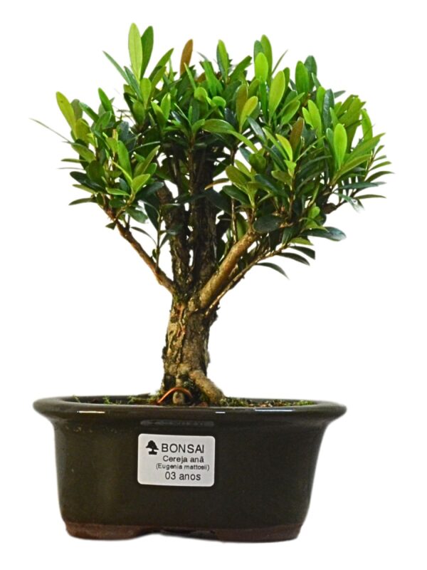 Bonsai Cereja Anã