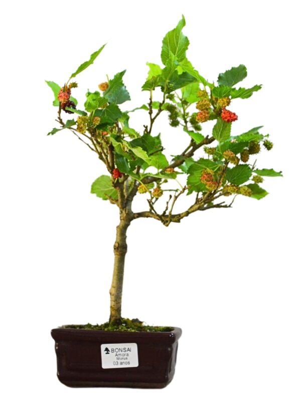 Bonsai Amoreira