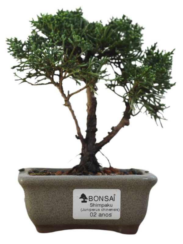 Bonsai Shimpaku Kichu