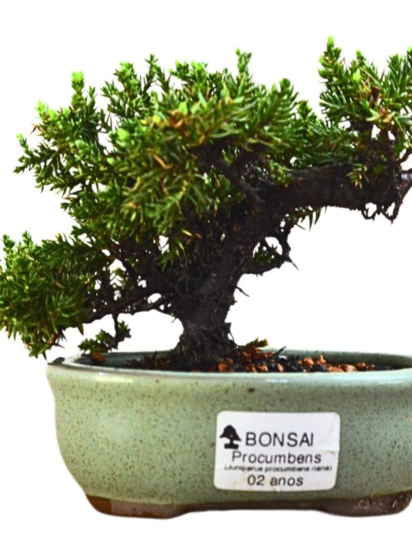 Bonsai Juniperus