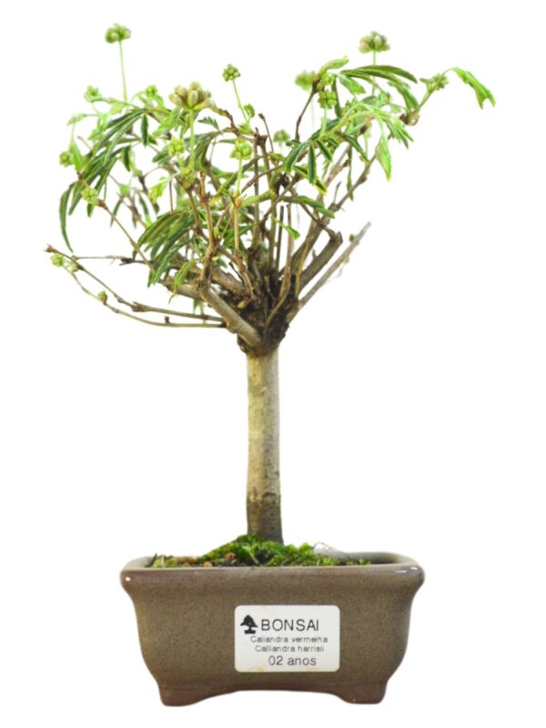 Bonsai Caliandra Vermelha