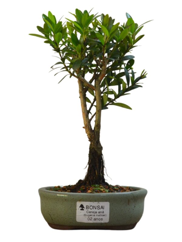 Bonsai Cereja Anã