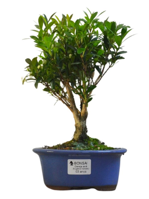 Bonsai Cereja Anã