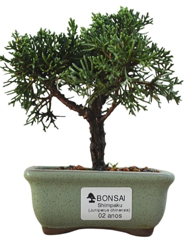 Bonsai Shimpaku Kichu