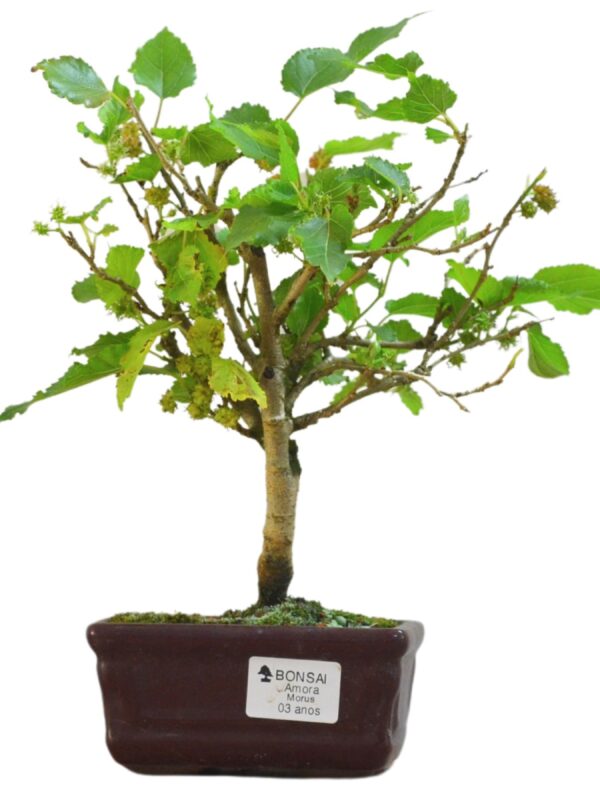 Bonsai Amoreira