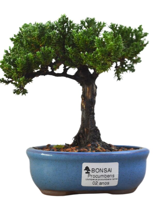 Bonsai Juniperus