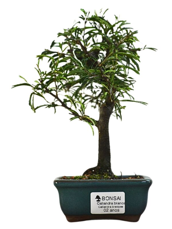 Bonsai Caliandra Branca