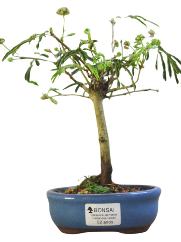 Bonsai Caliandra Vermelha