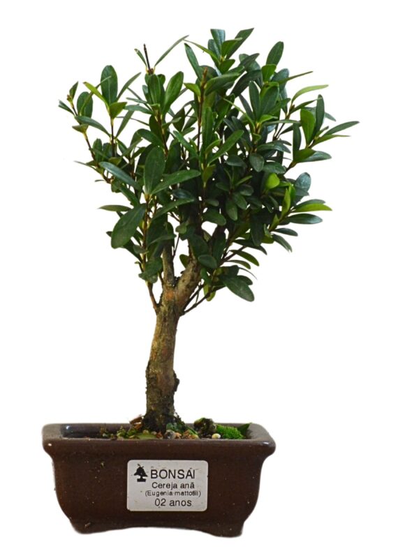 Bonsai Cereja Anã