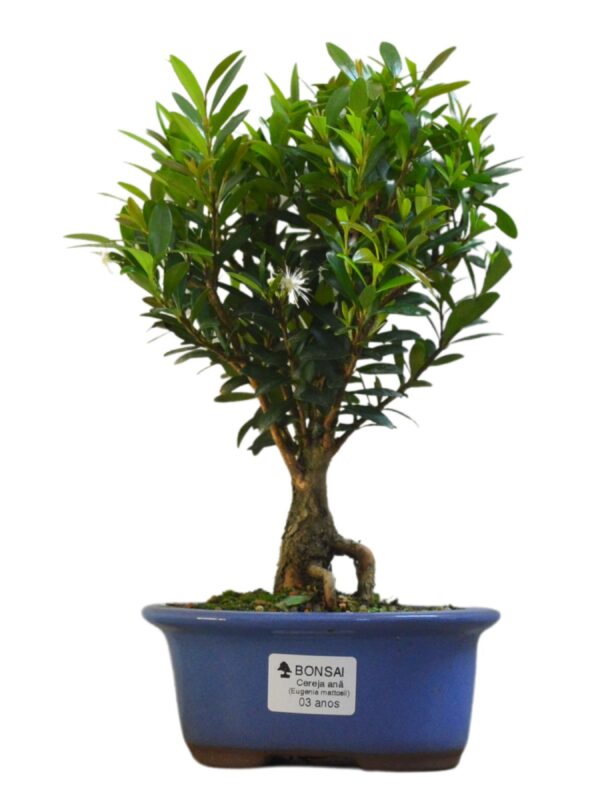 Bonsai Cereja Anã