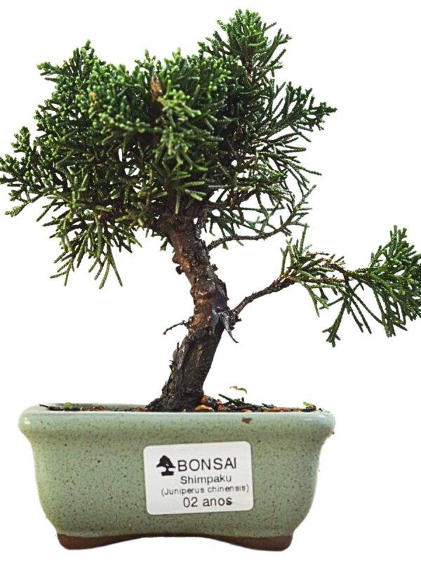 Bonsai Shimpaku Kichu