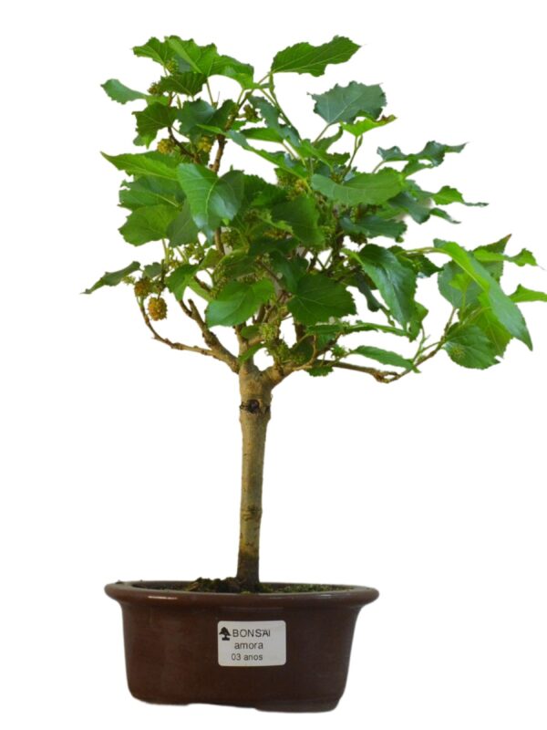 Bonsai Amoreira