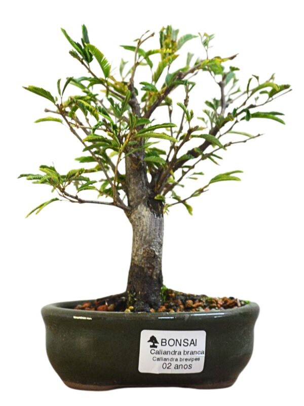 Bonsai Caliandra Branca