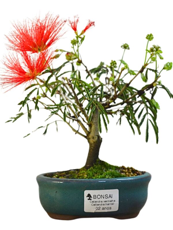 Bonsai Caliandra Vermelha