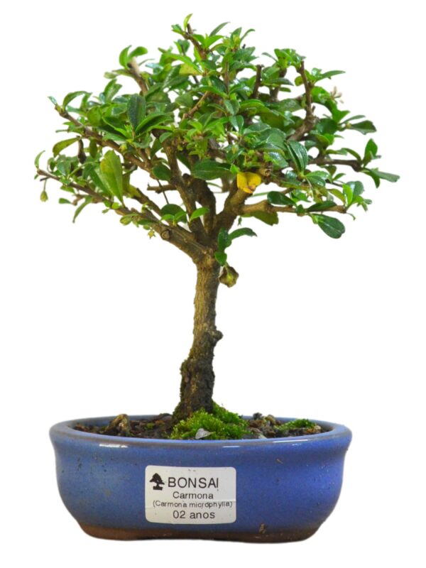 Bonsai de Carmona