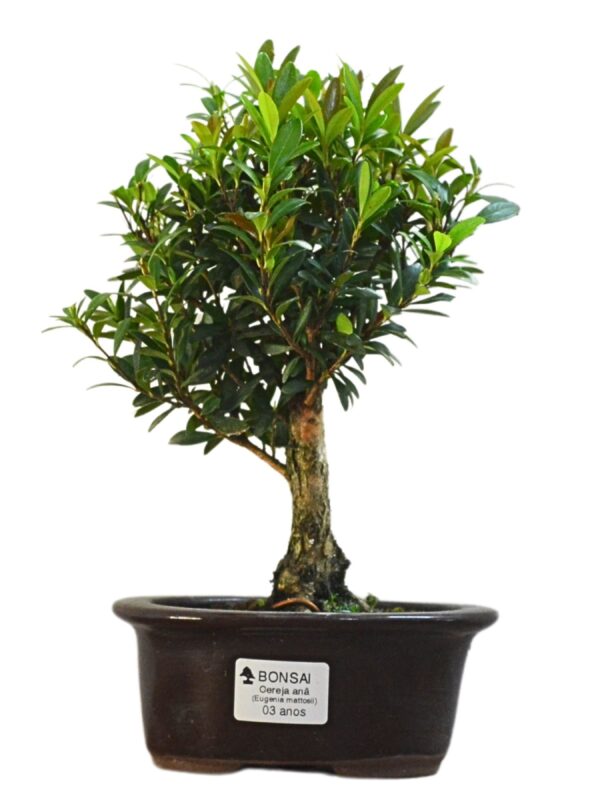 Bonsai Cereja Anã