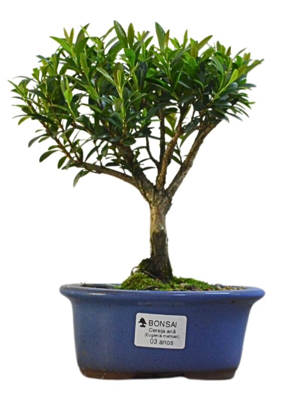 Bonsai Cereja Anã