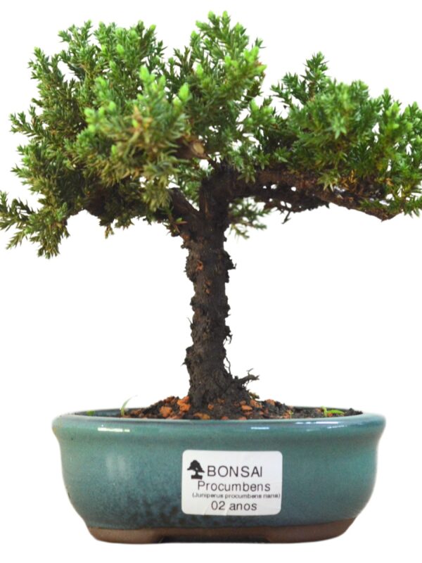 Bonsai Juniperus