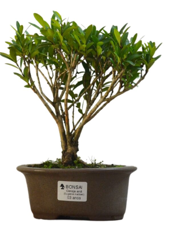 Bonsai Cereja Anã