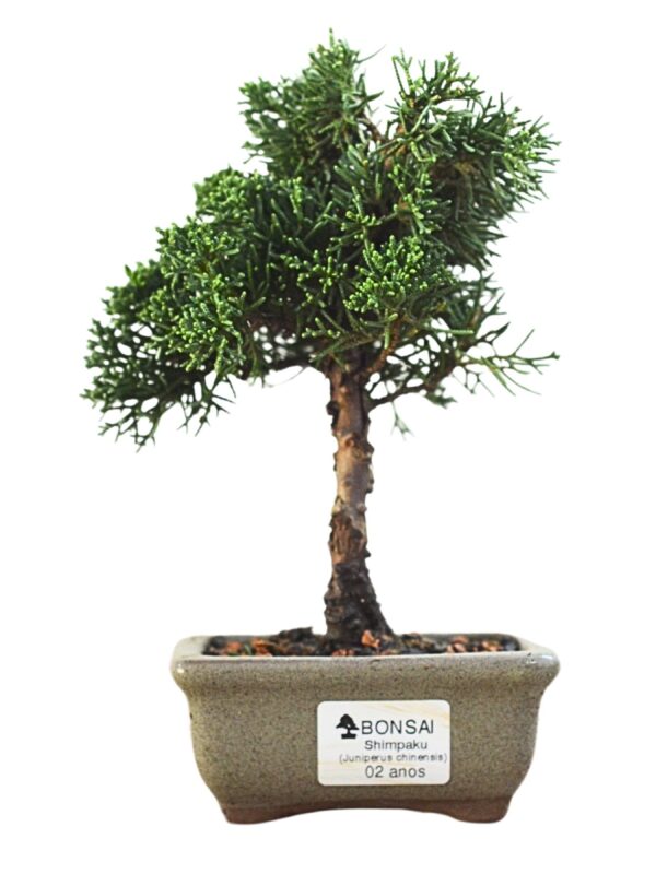 Bonsai Shimpaku Kichu