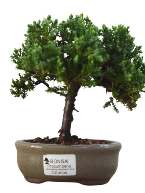 Bonsai Juniperus