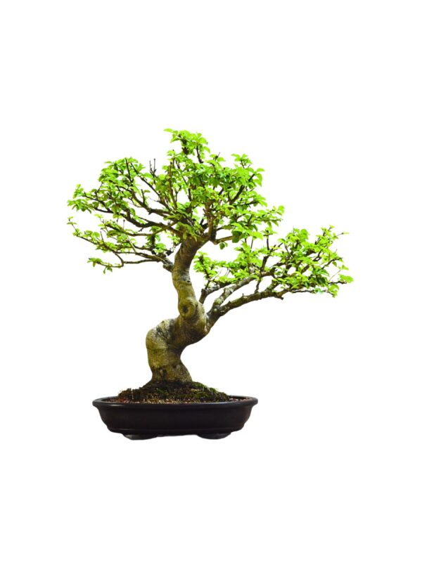 Bonsai Ligustro