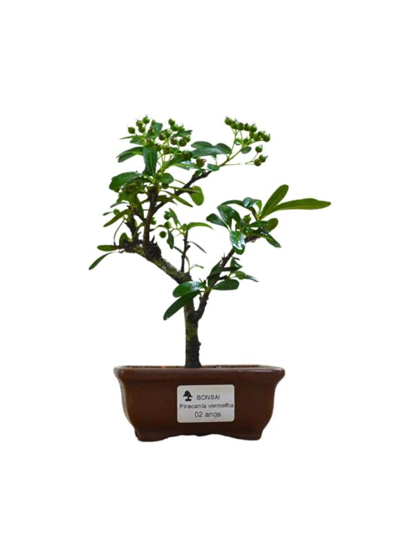 Bonsai Piracanta Vermelha