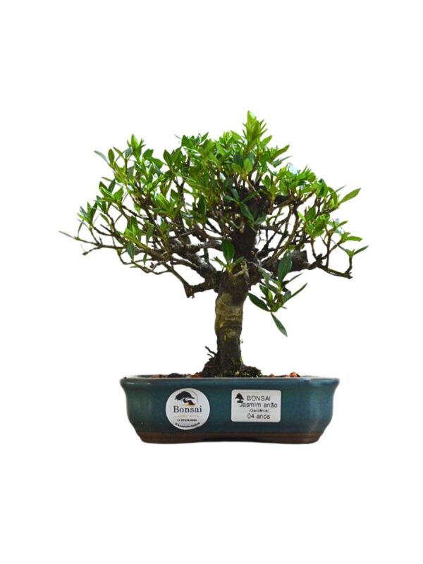 Bonsai Jasmin Anão