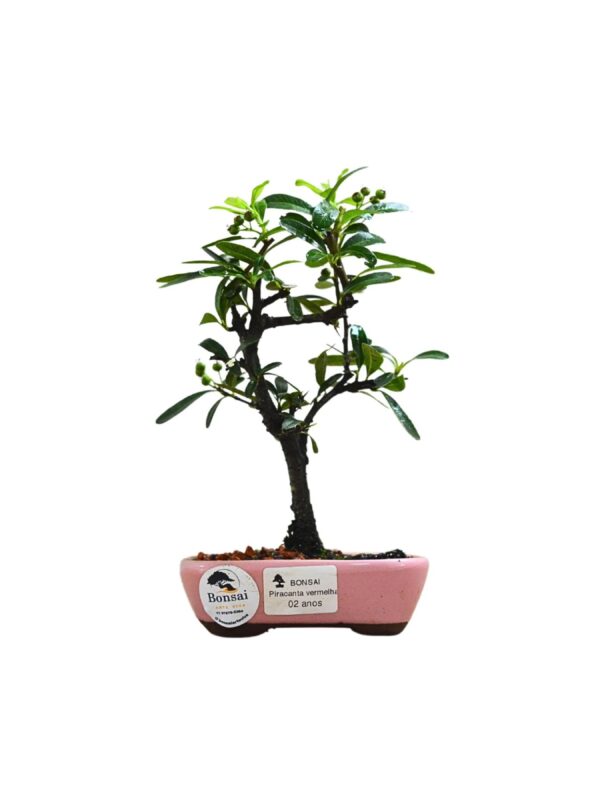 Bonsai Piracanta Vermelha