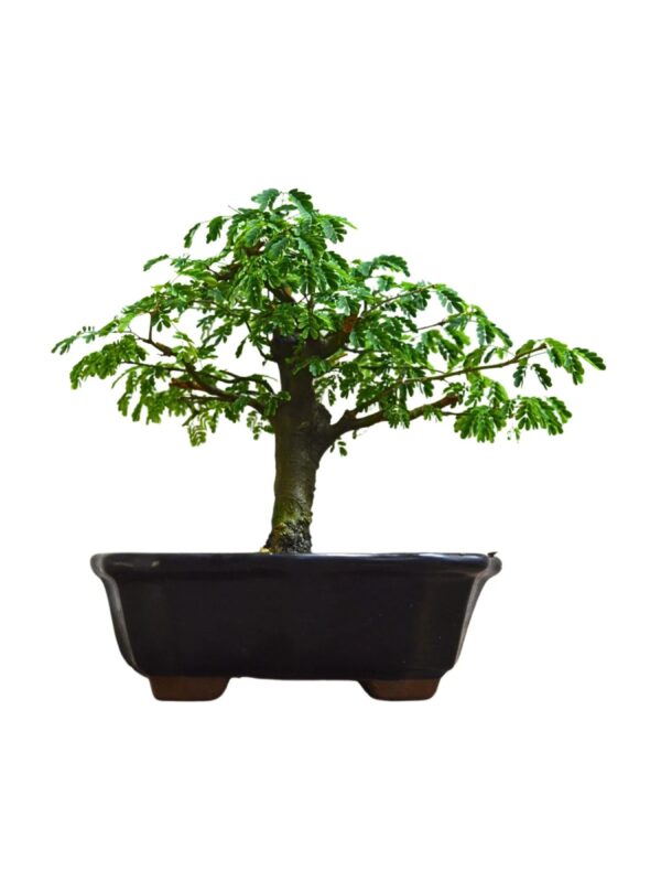 Bonsai Piteco