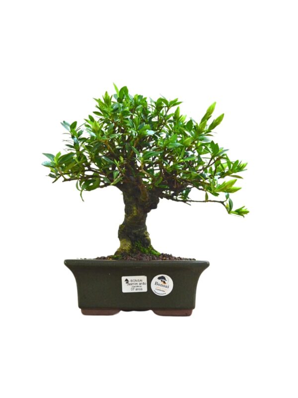 Bonsai Jasmin Anão