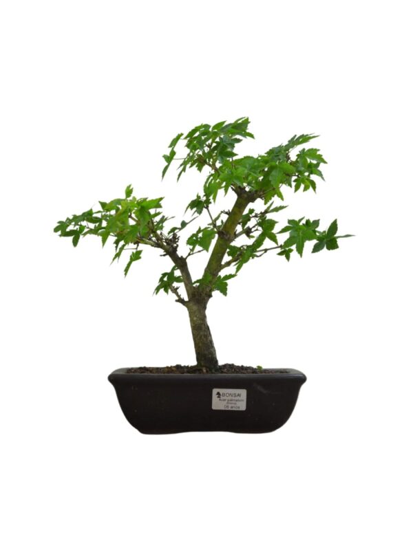 Bonsai Acer Palmatum