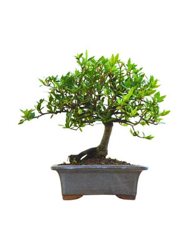 Bonsai Jasmin Anão