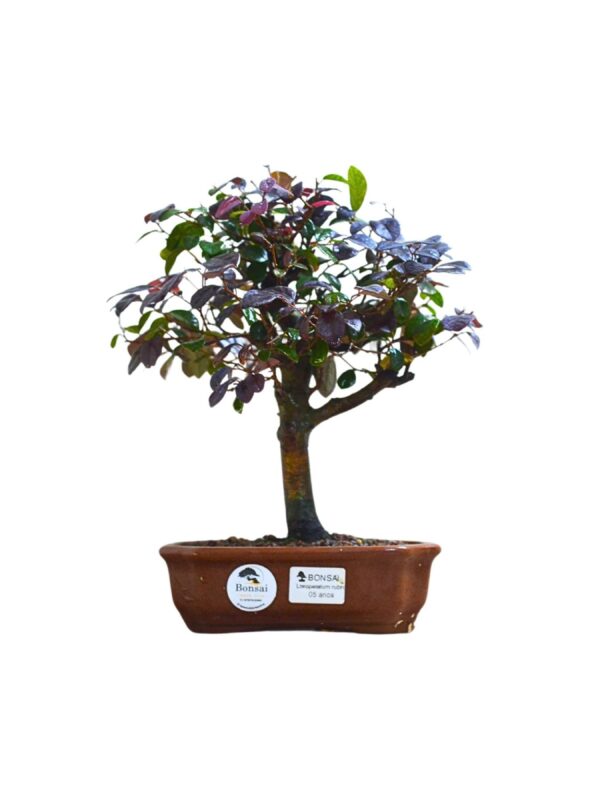 Bonsai Loropetalum Rubrum