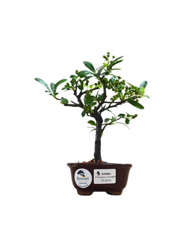 Bonsai Piracanta Vermelha