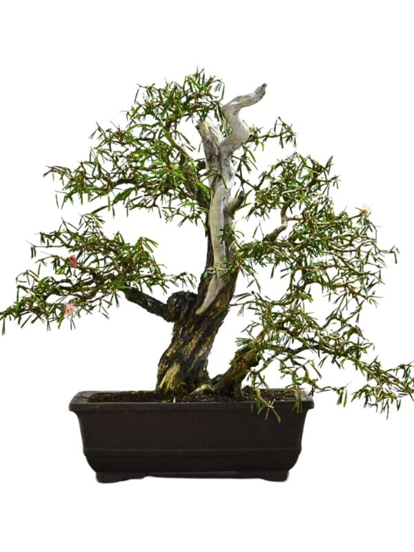 Bonsai Caliandra Spinosa