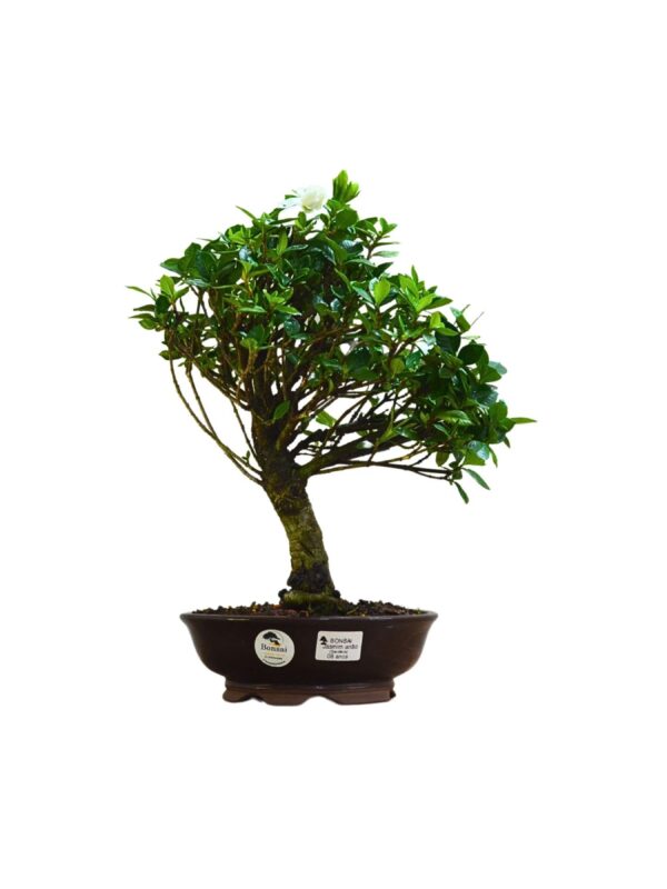 Bonsai Jasmin Anão