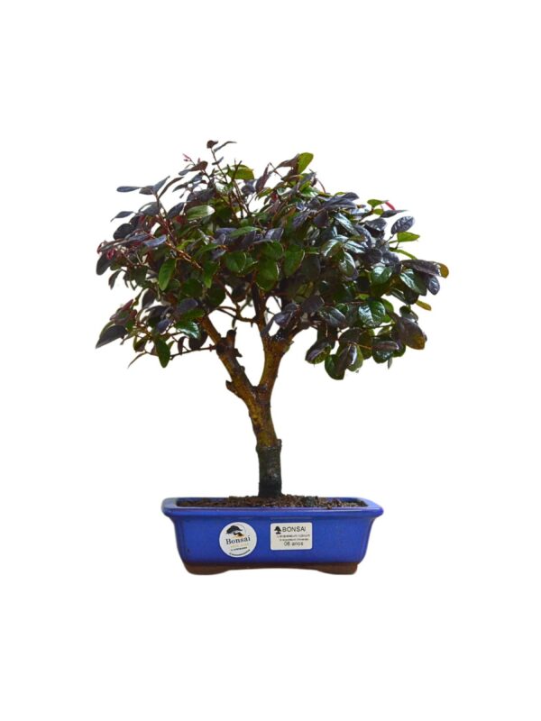 Bonsai loropetalum Rubrum